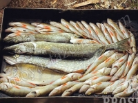 рыба для копчения